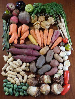 スケさんの【定期購入】 シードマイスターが作る無農薬季節の変わり野菜セット 口コミ・レビュー1