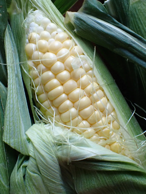 スケさんの《2025終了》無農薬 朝採りトウモロコシ口コミ・レビュー1