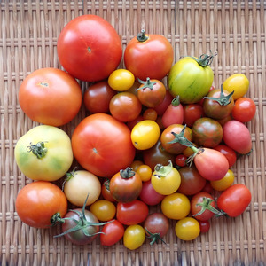 スケさんの《2025終了》無農薬とまといろいろ口コミ・レビュー1