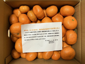 クローバーさんの訳ありみかん10Kg口コミ・レビュー1