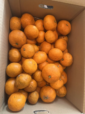 chocomintさんの無農薬・自然栽培＜みかん＞家庭用　口コミ・レビュー1