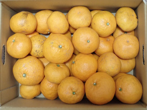 スケさんの農薬・化学肥料不使用＜はやか＞今までで1番の美味しい柑橘です！口コミ・レビュー1