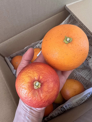 ホルンさんの農薬・化学肥料不使用の愛媛県産ブラッドオレンジ＜有機JAS認証＞口コミ・レビュー1