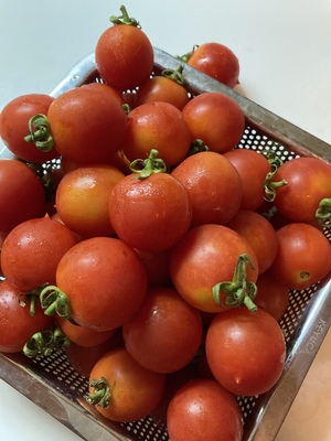 ゆみのんさんの「トマトソース手作りしよう」ボルゲーゼトマト【無肥料・無農薬】口コミ・レビュー2