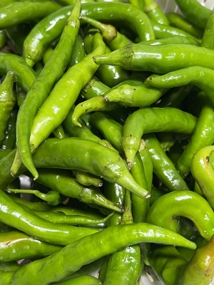 べんさんの無農薬・無化学肥料栽培＜青唐辛子＞料理にアクセントを添える旬の香味野菜口コミ・レビュー1