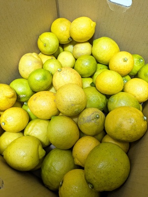 みっちゃんさんの【数量限定】自然栽培・無農薬 ＜ライム＞口コミ・レビュー1