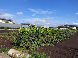はっしーさんの無農薬春ウコン　兵庫県産口コミ・レビュー1