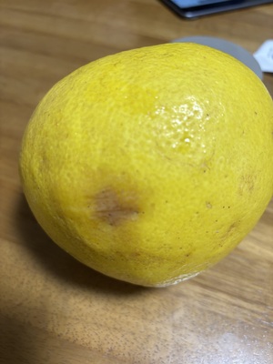 ソラさんの高知特産　土佐文旦【農薬・化学肥料 不使用】口コミ・レビュー1