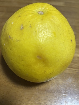 ソラさんの高知特産　土佐文旦【農薬・化学肥料 不使用】口コミ・レビュー2