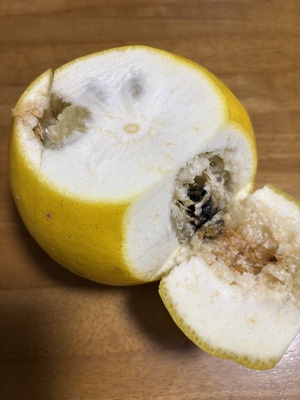 ソラさんの高知特産　土佐文旦【農薬・化学肥料 不使用】口コミ・レビュー3