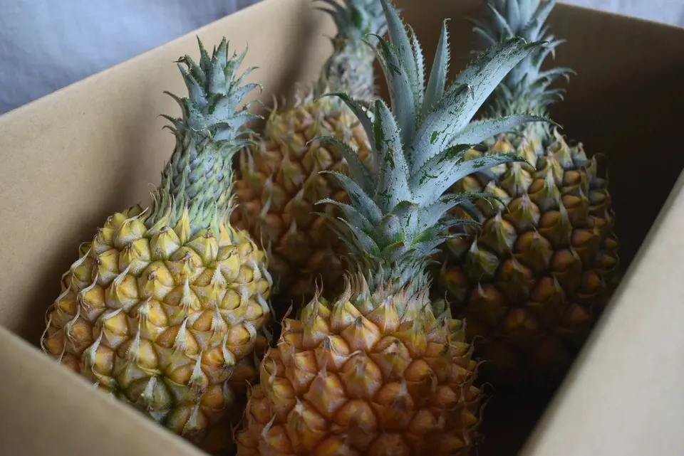 手でちぎれて芯まで甘い＜ボゴールパイン（スナックパイン）＞沖縄で