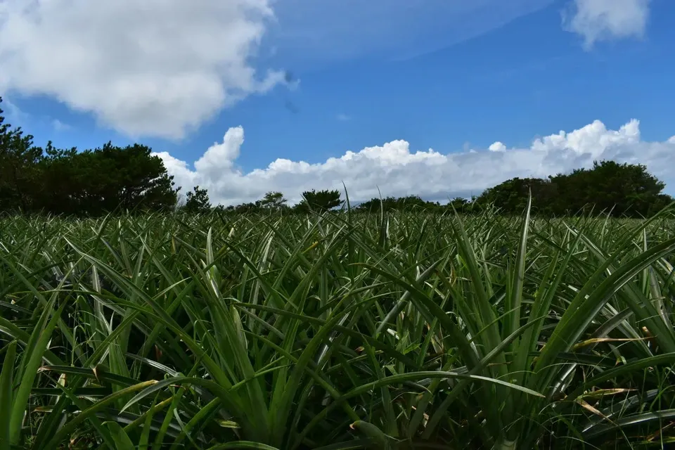 ホワイトココとサンドルチェ 数量限定<食べ比べセット>沖縄で有機JAS認証の完熟果実