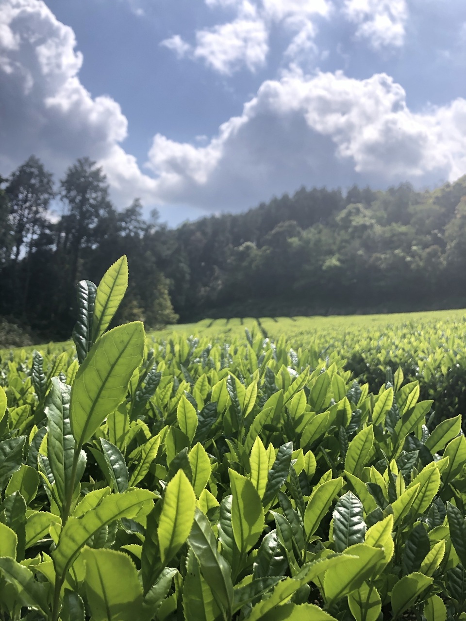 農薬・無肥料栽培 <あまたま緑茶>