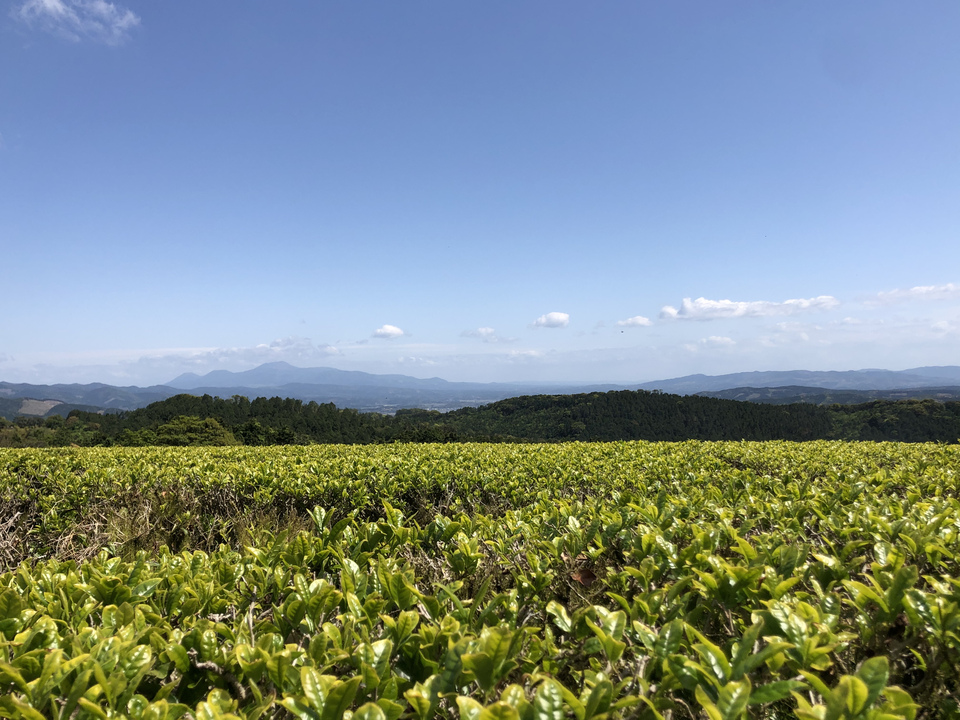 【 無農薬・無化学肥料栽培】紅茶・マティリアルブレンドティーのセレクトギフト