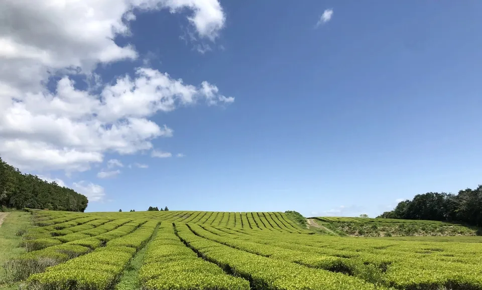 無農薬・無肥料栽培　焙煎ほうじ茶　焙　＜旧あまたまほうじ茶＞ノンカフェイン