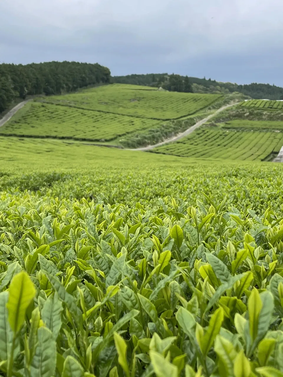 【2026年新茶】あまたま緑茶(ヤブキタ) |無農薬・無肥料栽培