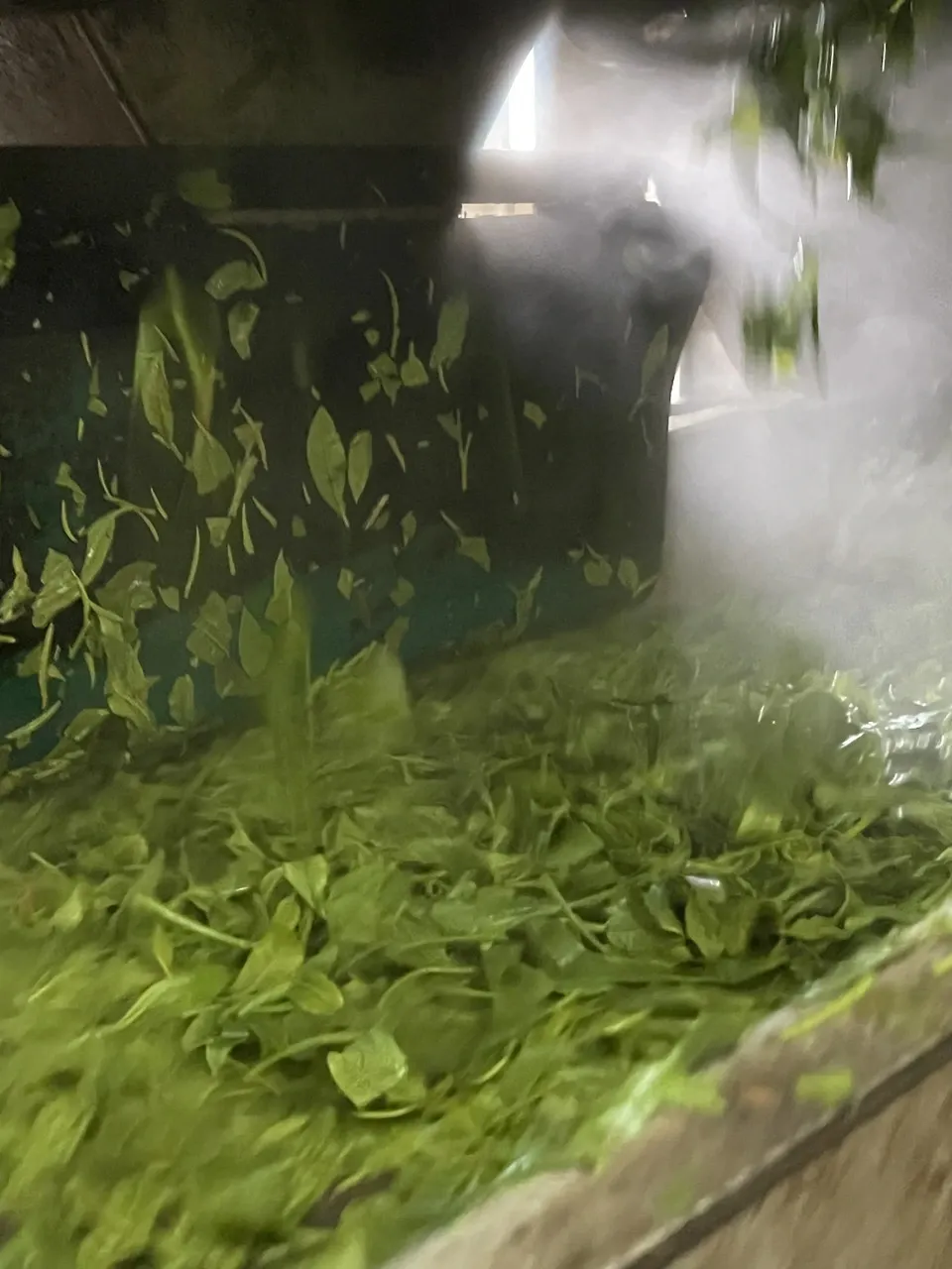 【2026年新茶】あまたま緑茶(ヤブキタ) |無農薬・無肥料栽培