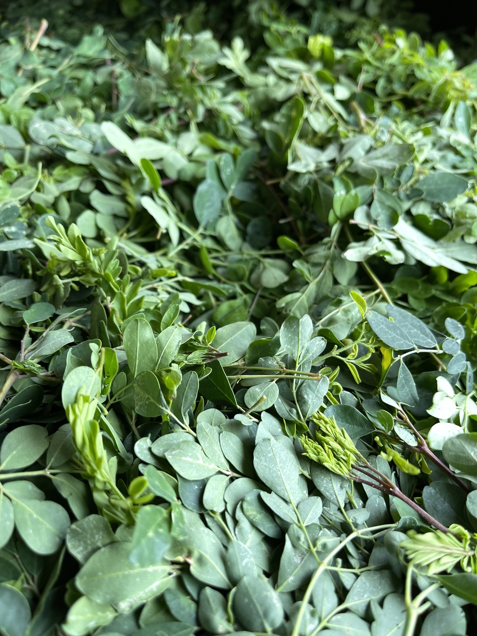 無農薬・無化学肥料＜モリンガのお茶＞