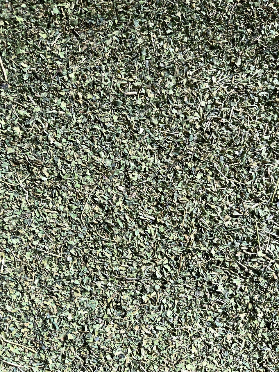 無農薬・無化学肥料＜モリンガのお茶＞