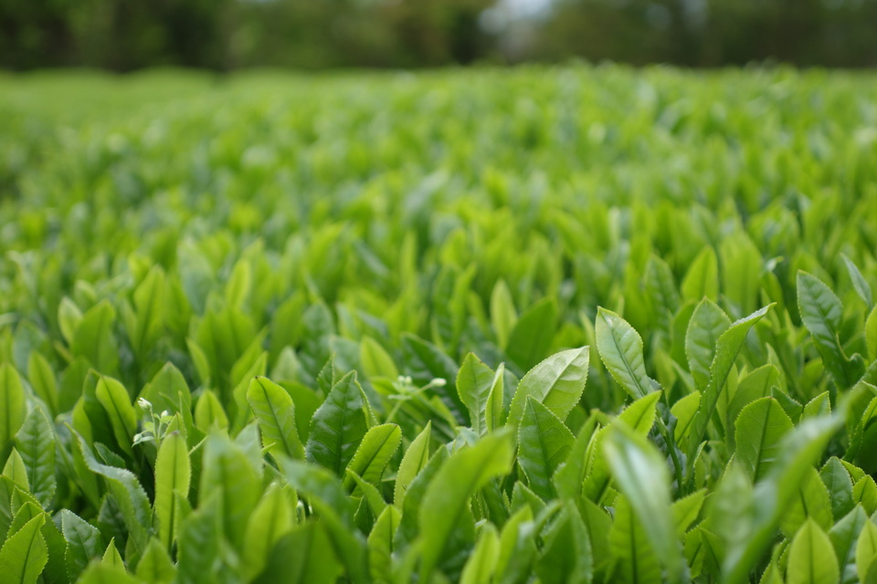  [無農薬・無化学肥料栽培]贅沢な生姜紅茶
