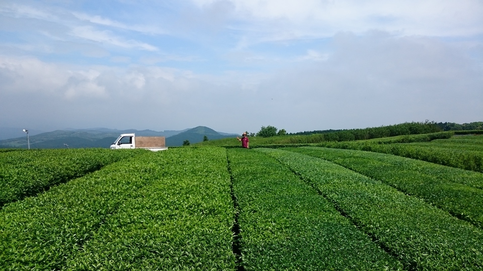  [無農薬・無化学肥料栽培]贅沢な生姜紅茶