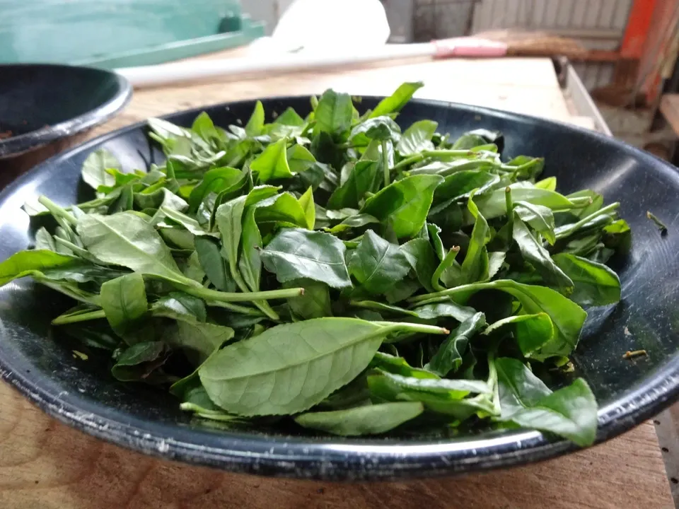 無農薬・無肥料栽培　焙煎ほうじ茶　焙　＜旧あまたまほうじ茶＞ノンカフェイン