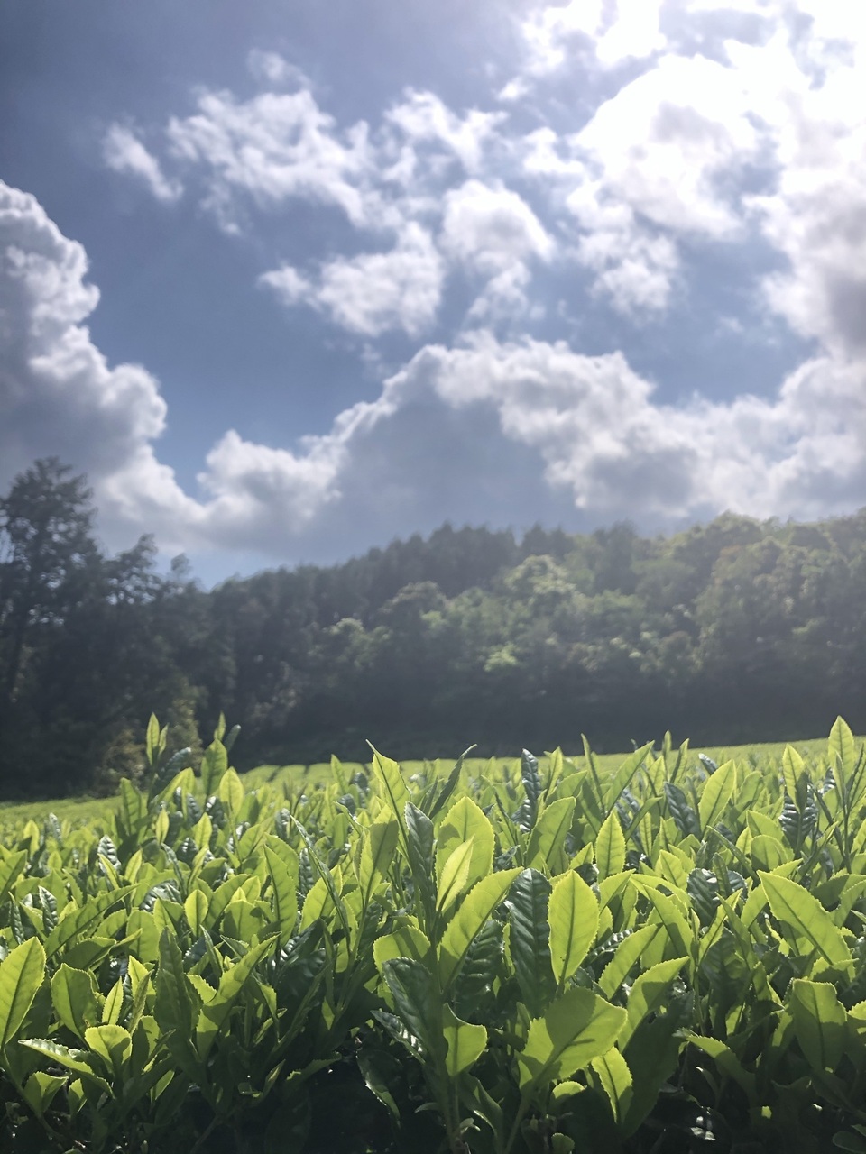 無農薬・無肥料栽培<水出し和紅茶>ノンカフェインでお子様にもおすすめ