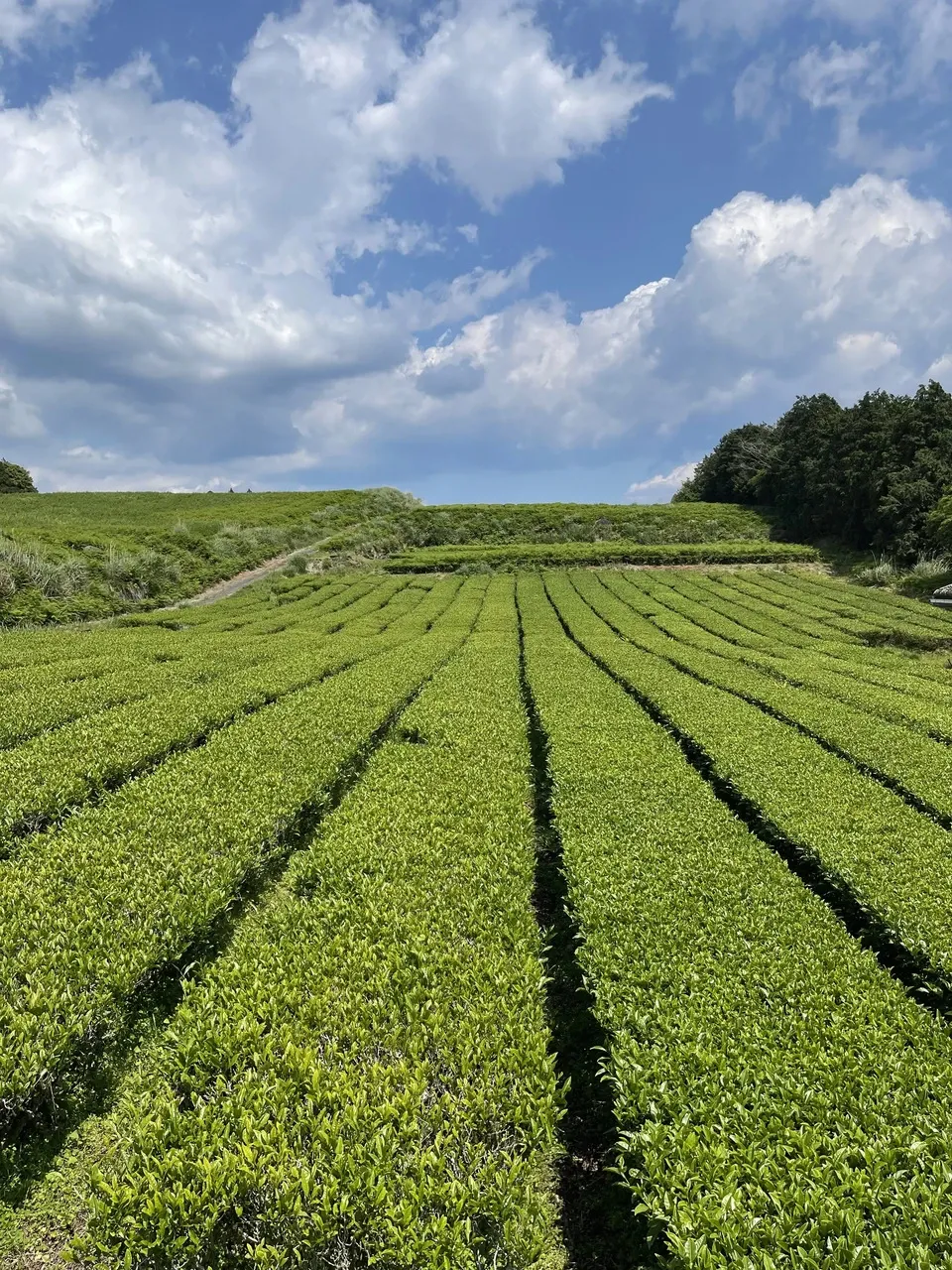【2026年新茶】あまたま緑茶(ヤブキタ) |無農薬・無肥料栽培