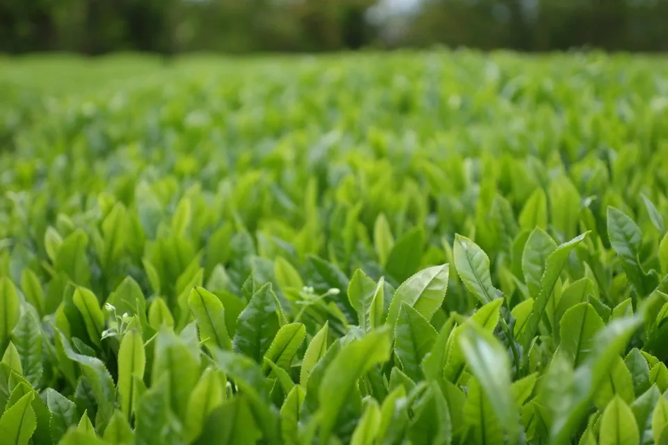 【無農薬・無化学肥料栽培】贅沢なカモミールのほうじ茶