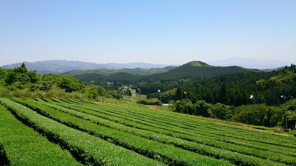 【無農薬・無化学肥料栽培】 贅沢な金木犀のほうじ茶