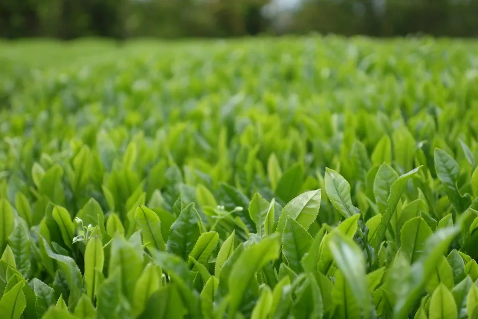 【無農薬・無化学肥料栽培】 贅沢な金木犀のほうじ茶