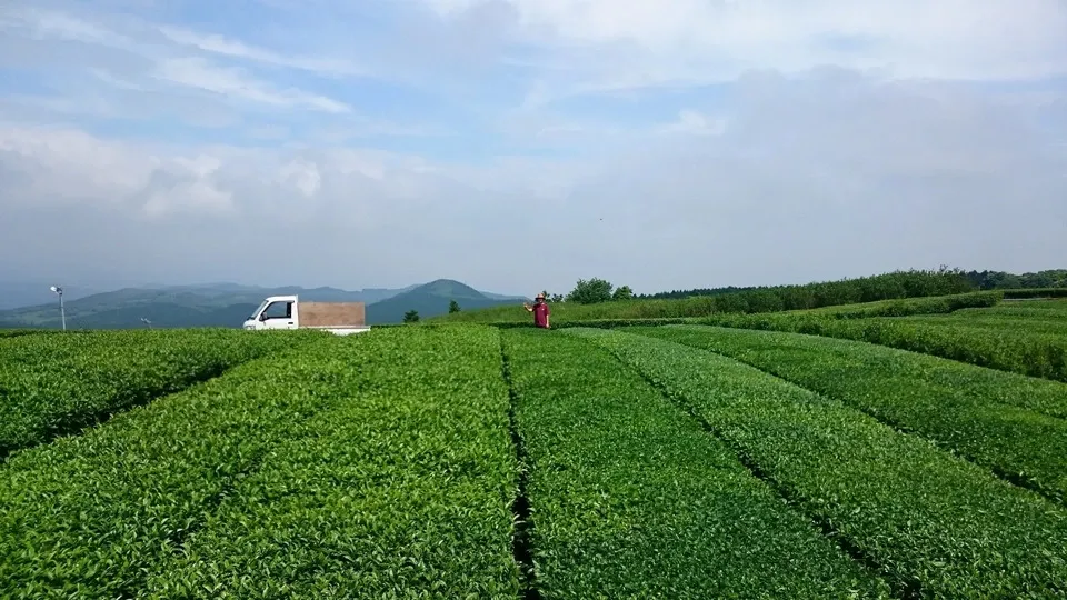 【無農薬・無化学肥料栽培】 贅沢な金木犀のほうじ茶
