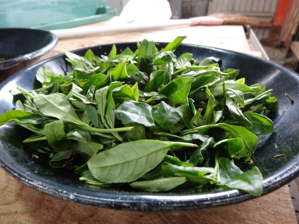 お徳用　マイバチセット　米ヒバ　激値下げ Amazon | 曇華一現 太鼓の達人 マイバチ 用 丸棒 米ヒバ 長さ