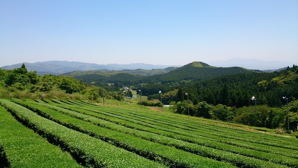 紅茶と緑茶とほうじ茶の3種ティーバック和柄ギフト [無農薬・無化学