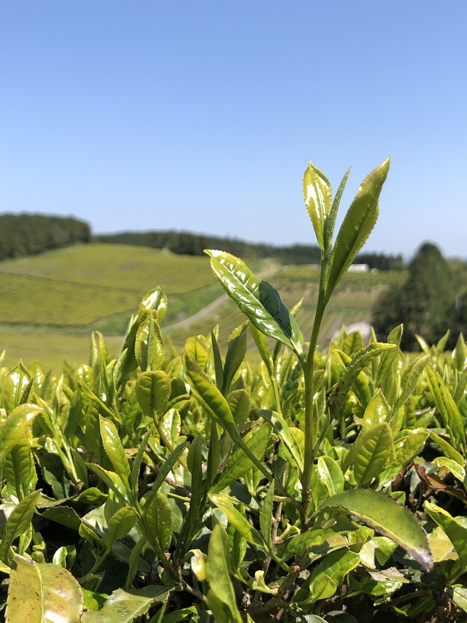 天草産　無農薬　露地枇杷　２箱 天草産 無農薬 露地枇杷 2箱