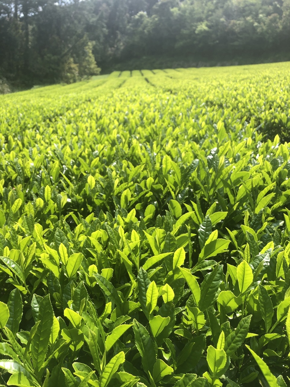 2025年新茶】あまたま農園 上煎茶 [無農薬・無化学肥料栽培
