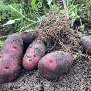 デストロイヤー 新じゃが 掘り立て 栽培期間中 無農薬 無肥料 無農薬栽培じゃがいも【デストロイヤー】☆新じゃが出来ました
