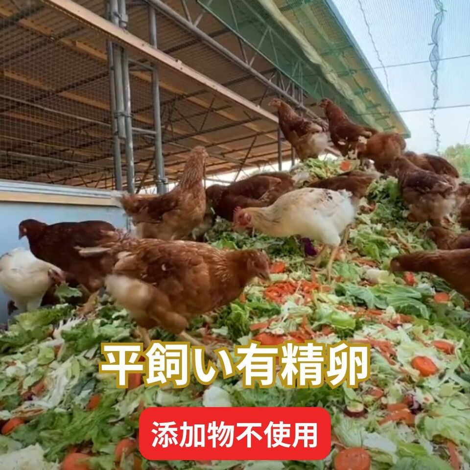 【お試し品・とれたて平飼い有精卵|7日以内に発送可】完全自家配合! 全て国産・添加物不使用。大自然の恵みをそのままお届け