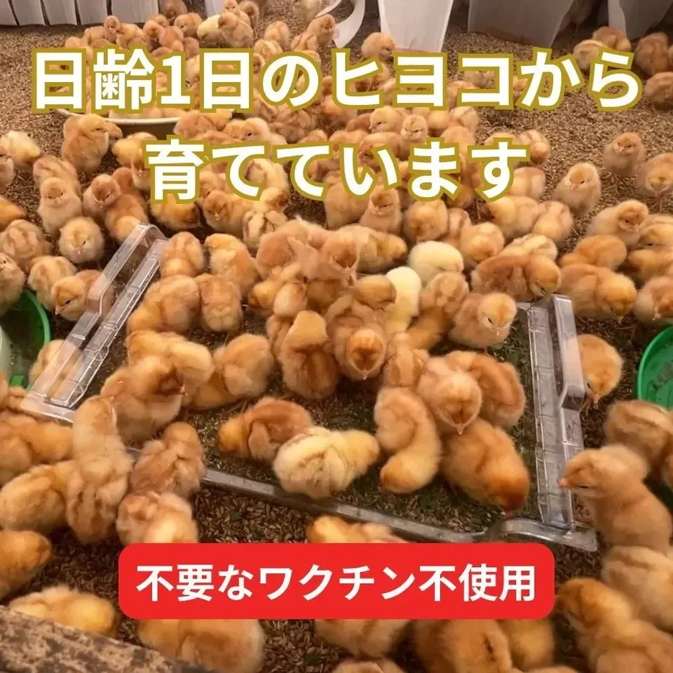 【とれたて純国産平飼い自然卵(有精卵) |7日以内に発送可】完全自家配合!全て国産・添加物/保存料不使用|大自然の恵みをそのまま提供