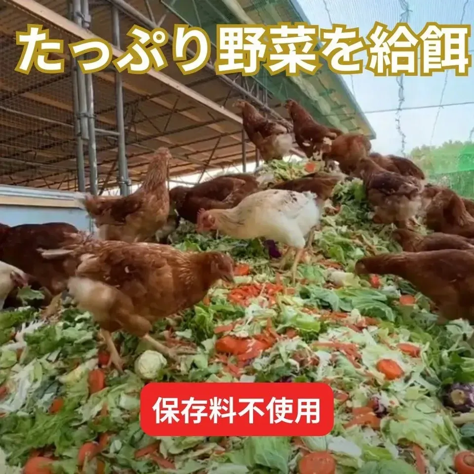【とれたて純国産平飼い自然卵(有精卵) |7日以内に発送可】完全自家配合!全て国産・添加物/保存料不使用|大自然の恵みをそのまま提供