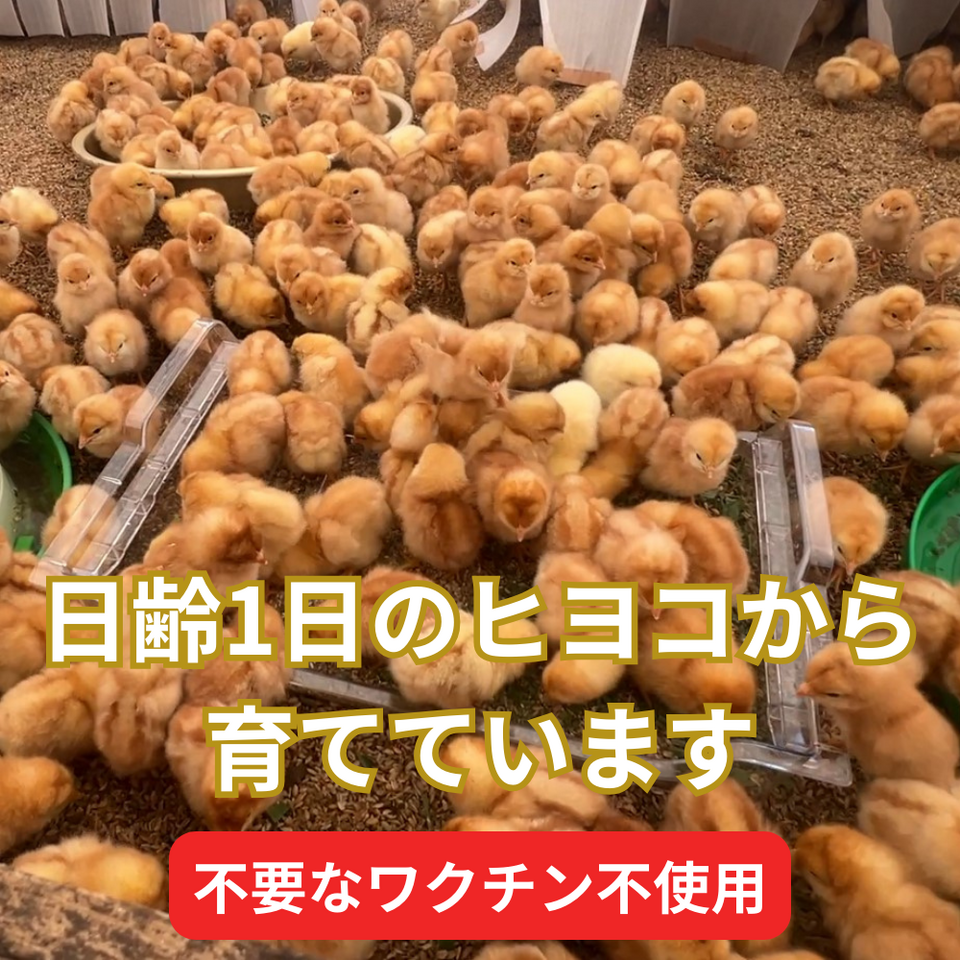 【初卵予約販売!】平飼い自然卵(有精卵)|完全自家配合! 全て国産・添加物不使用