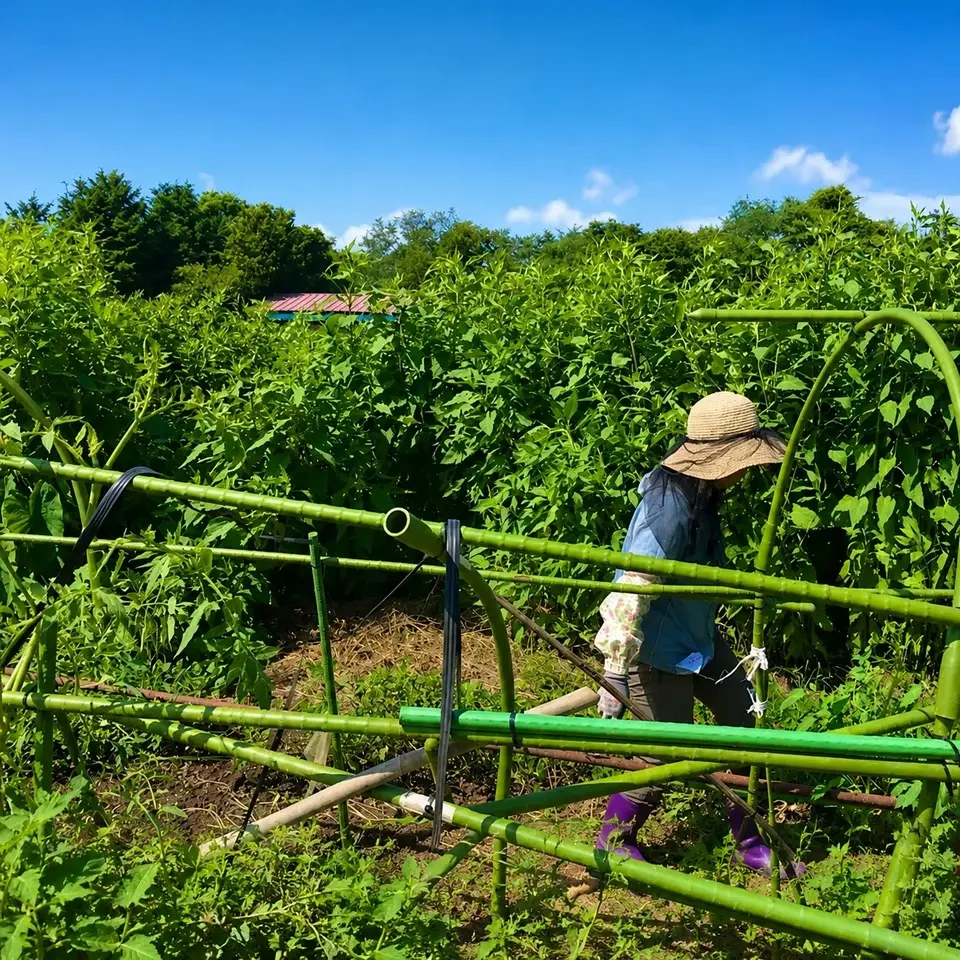 【先行予約】あさの屋の生菊芋 【真空パック発送】