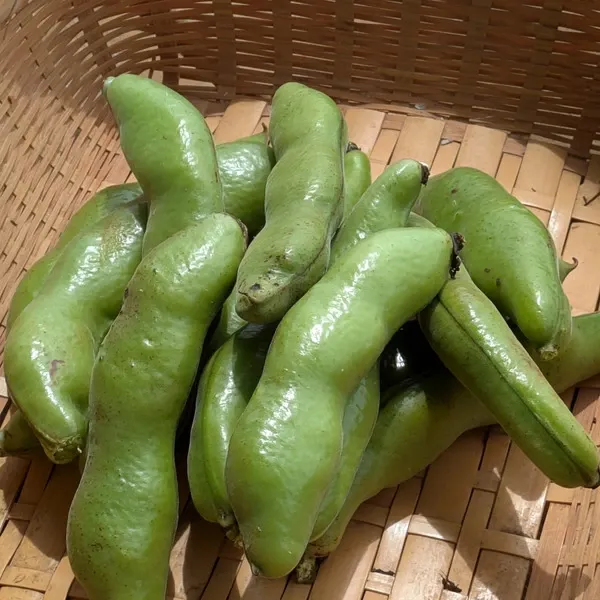 季節限定】そらまめ（農薬・化学肥料不使用） あしがらハーモニー畑