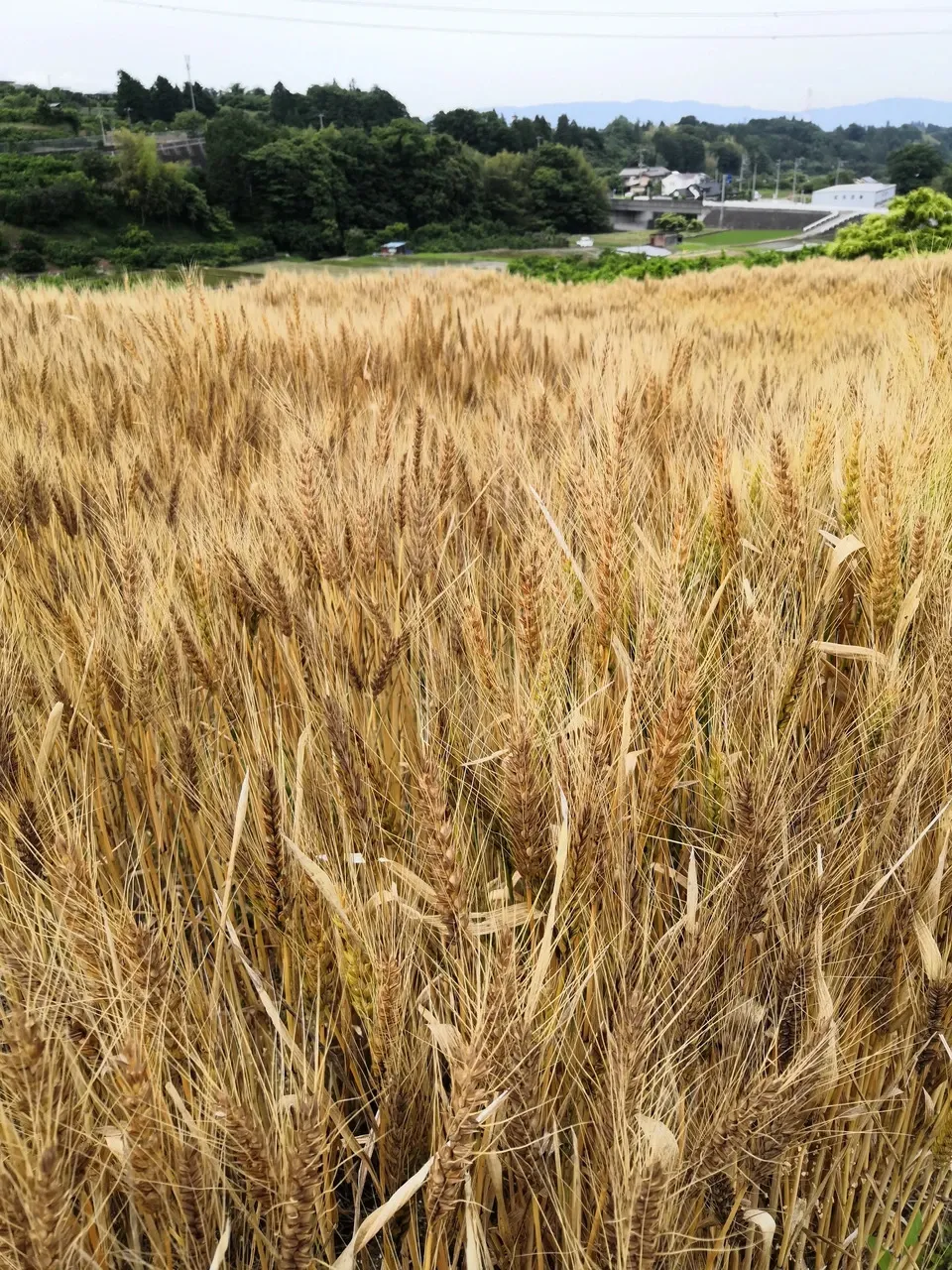 石臼挽き小麦粉<ミナミノカオリ>農薬・化学肥料不使用