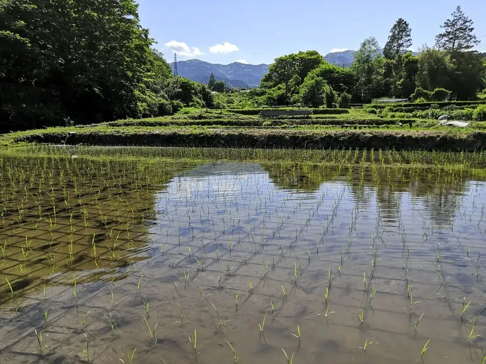 ◆稲架掛け天日干し【令和7年度産】さとじまん【玄米/白米】農薬・化学肥料不使用