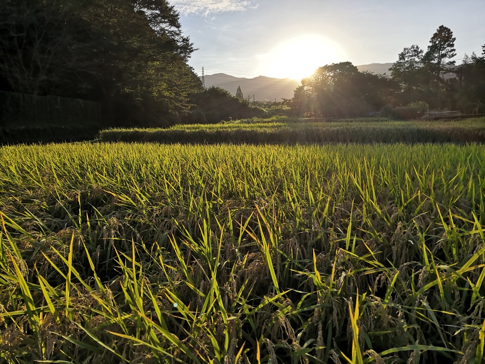 令和6年度産/さとじまん【玄米/白米】農薬・化学肥料不使用