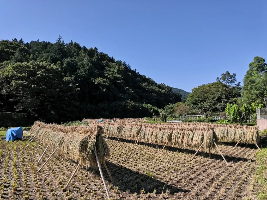 ◇稲架掛け天日干し【令和7年度産】さとじまん【玄米/白米】農薬・化学