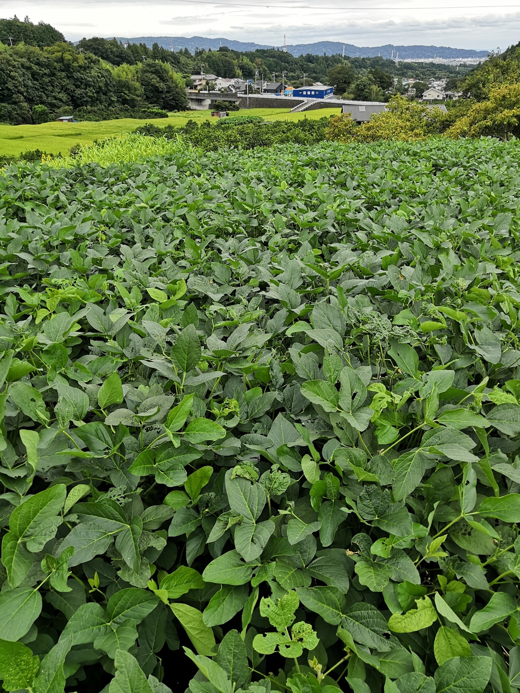 在来青系＜大豆＞農薬・化学肥料不使用 あしがらハーモニー畑 (神奈川