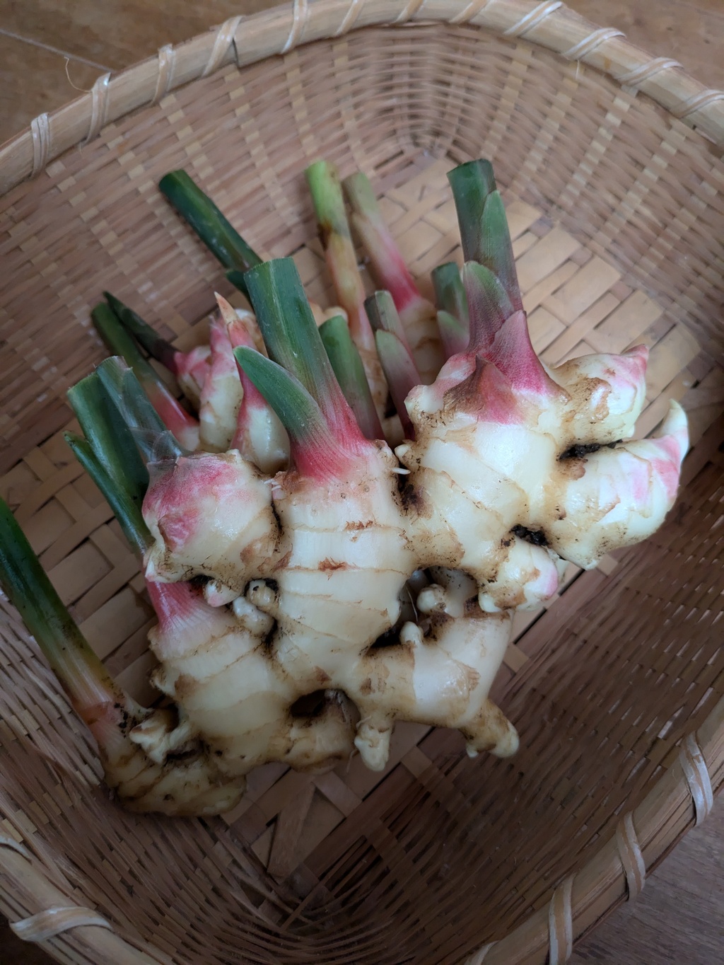 新生姜【農薬・化学肥料 不使用】 あしがらハーモニー畑 (神奈川