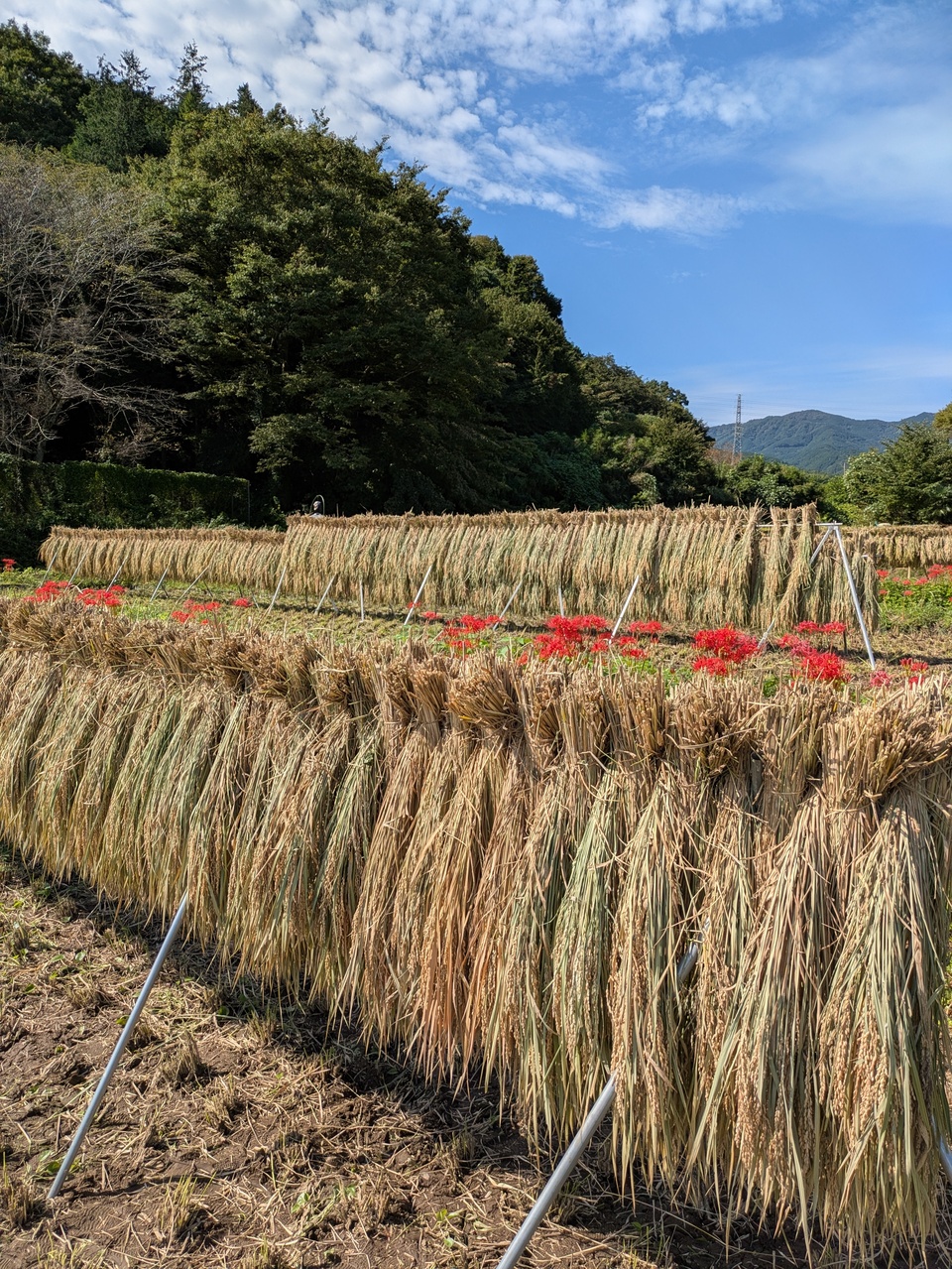 ◇稲架掛け天日干し【令和7年度産】さとじまん【玄米/白米】農薬・化学